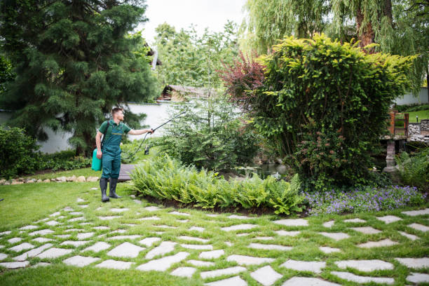 The Steps Involved in Our Tree Care Process in Fort Lewis, WA